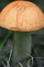mushroom.jpg