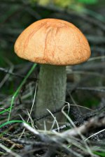mushroom2.jpg