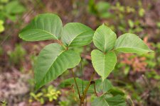 poison_ivy.jpg