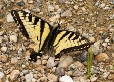 swallowtail.jpg