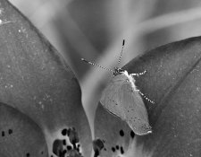 butterfly3_bw.jpg