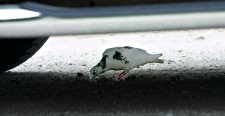 pigeon.jpg
