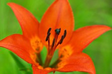 lilium_p4_new.jpg
