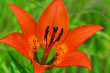 lilium_p5_new.jpg