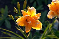 hemerocallis_saucy_lady.jpg
