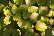 viburnum_raf.jpg