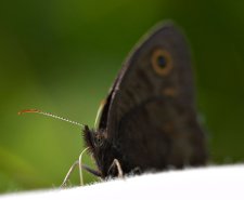 butterfly.jpg