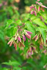 acer_tataricum1.jpg