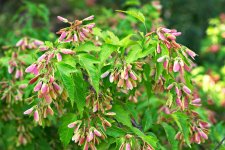 acer_tataricum2.jpg