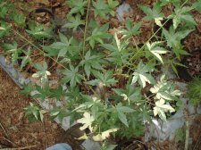 Heritage seedling July6,2004.JPG