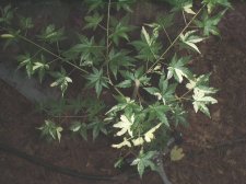 Variegated seedling from Heritage 7-1-04.JPG