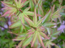 acer p. kiyohime spring growth.jpg