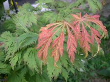 acer j. aconitifolium.jpg