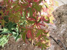 IMG_0158_2_1.JPG