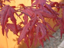 IMG_0145_1_3_1.JPG