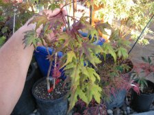 IMG_0473_2_1_1.JPG