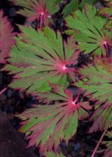 A. j. actinifolium.jpg