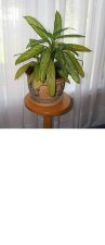 plant.JPG