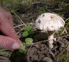 mushroom1-1024.jpg