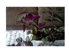 Mystery_plant1.JPG