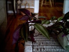 Mystery_plant2.JPG