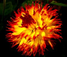 Dahlias001.JPG