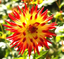 Dahlias004.JPG