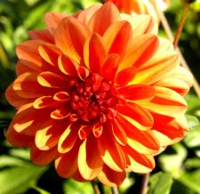 Dahlias006.JPG