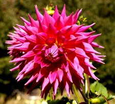 Dahlias007.JPG