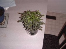 plant 004.jpg