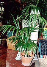 kentia_palm.jpg