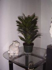 plant.jpg