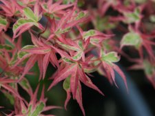 Acer palmatum 'Shohjoh no mai'(E6).jpg