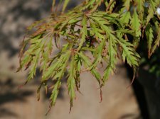 Acer palmatum 'Vic Pink'.jpg