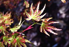 DSC01274.JPG