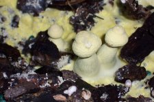 Fungus 001.jpg
