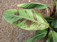 Banana tree new #3.jpg