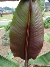 Banana tree new #4.jpg