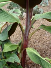 Banana tree new #5.jpg