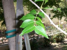 tree1.jpg