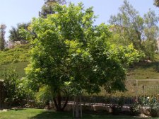 tree2.jpg