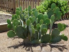San Furr cactus #1.jpg