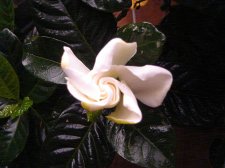 DSC05218.JPG