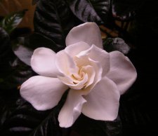DSC05220.JPG