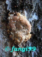 fungus-.jpg