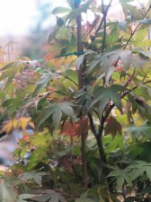20210828 Ozakazuki-5.jpg
