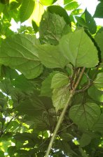 Clerodendrum bungei_StanleyParkBikePath_Cutler_20210915_161039.jpg