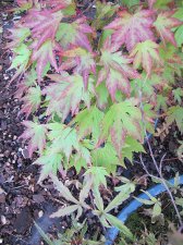 acerp_orangedream01_210917a.jpg