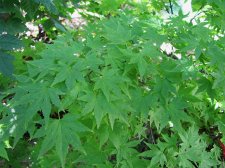 acerp_orangedream03_210917a.jpg