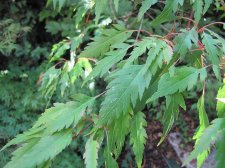 acerp-benihag01_210917a.jpg